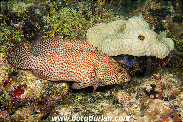 West Palm Beach, USA, Atlantic ocean, Cephalopholis cruentata, Cephalopholis, Serranidae, Graysby, Grouper, Fish, Florida