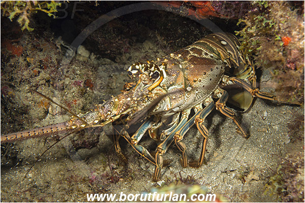 West Palm Beach, Florida, USA, Atlantic ocean, Panulirus argus, Panulirus, Palinuridae, Decapoda, Crustacea, Crustacean, Caribbean Spiny Lobster, Spiny lobster, Lobster