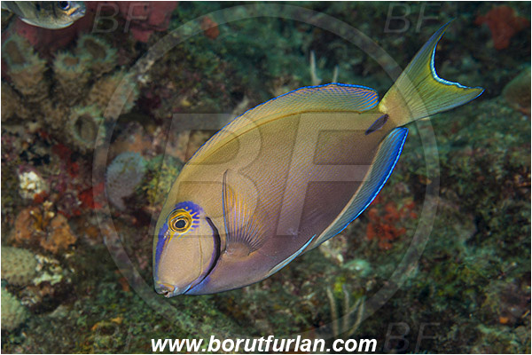 West Palm Beach, Florida, USA, Atlantic ocean, Acanthurus bahianus, Acanthurus, Acanthuridae, Ocean surgeonfish, Surgeonfish, Fish