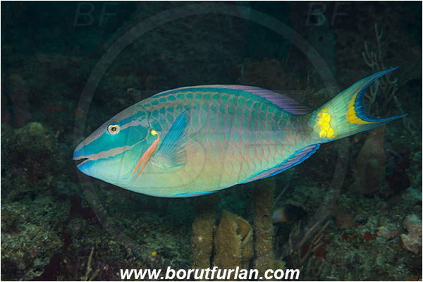 West Palm Beach, Florida, USA, Atlantic ocean, Sparisoma viride, Sparisoma, Scaridae, Stoplight parrotfish, Parrotfish, Fish