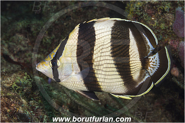 West Palm Beach, Florida, USA, Atlantic ocean, Chaetodon striatus, Chaetodon, Chaetodontidae, Banded butterflyfish, Butterflyfish, Fish