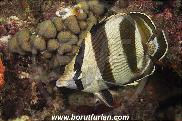 West Palm Beach, Florida, USA, Atlantic ocean, Chaetodon striatus, Chaetodon, Chaetodontidae, Banded butterflyfish, Butterflyfish, Fish