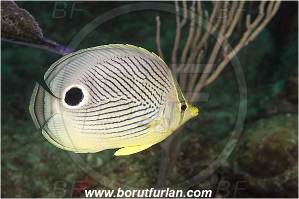 West Palm Beach, Florida, USA, Atlantic ocean, Chaetodon capistratus, Chaetodon, Chaetodontidae, Foureye butterflyfish, Butterflyfish, Fish