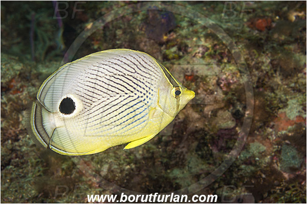 West Palm Beach, Florida, USA, Atlantic ocean, Chaetodon capistratus, Chaetodon, Chaetodontidae, Foureye butterflyfish, Butterflyfish, Fish