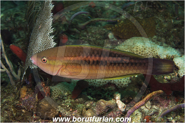 West Palm Beach, Florida, USA, Atlantic ocean, Scarus taeniopterus, Scarus, Scaridae, Princess parrotfish, Parrotfish, Fish, Juvenile