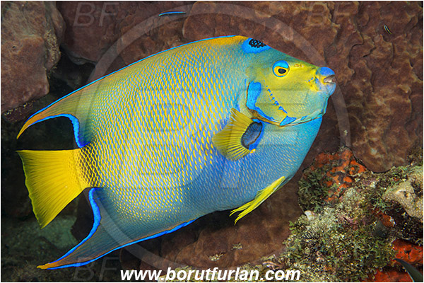 West Palm Beach, Florida, USA, Atlantic ocean, Holacanthus ciliaris, Holacanthus, Pomacanthidae, Queen angelfish, Angelfish, Fish