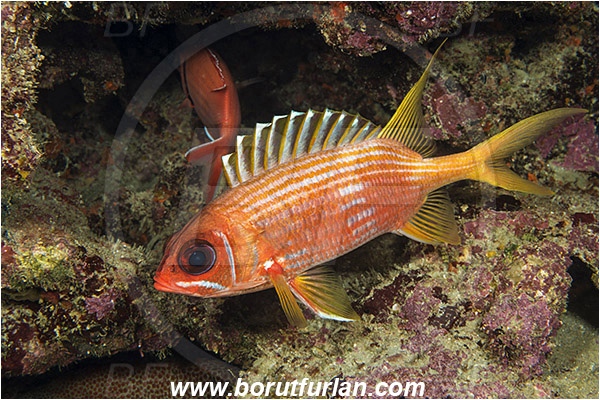 West Palm Beach, Florida, USA, Atlantic ocean, Holocentrus rufus, Holocentrus, Holocentridae, Longspine squirrelfish, Soldierfish, Fish