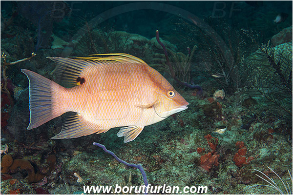 West Palm Beach, Florida, USA, Atlantic ocean, Lachnolaimus maximus, Lachnolaimus, Labridae, Hogfish, Wrasse, Fish