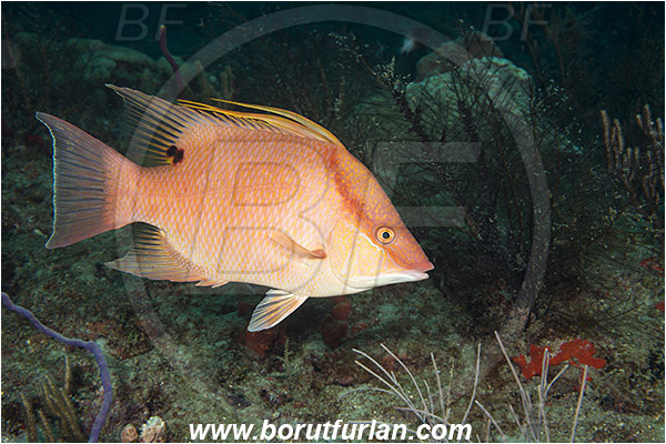 West Palm Beach, Florida, USA, Atlantic ocean, Lachnolaimus maximus, Lachnolaimus, Labridae, Hogfish, Wrasse, Fish