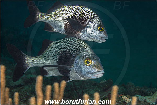 West Palm Beach, Florida, USA, Atlantic ocean, Anisotremus surinamensis, Anisotremus, Haemulidae, Black margate, Grunt, Fish