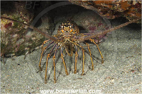 West Palm Beach, Florida, USA, Atlantic ocean, Panulirus argus, Panulirus, Palinuridae, Decapoda, Crustacea, Crustacean, Caribbean Spiny Lobster, Spiny lobster, Lobster