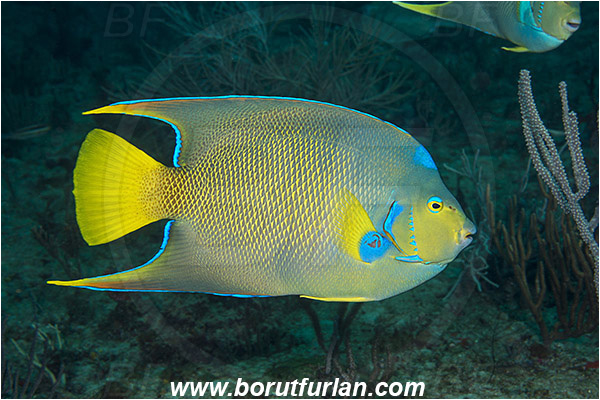 Holacanthus ciliaris, Holacanthus, Pomacanthidae, Queen angelfish, Angelfish, Fish