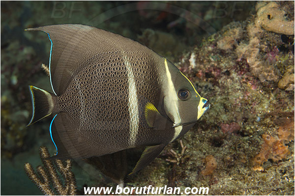 West Palm Beach, Florida, USA, Atlantic ocean, Pomacanthus arcuatus, Pomacanthus, Pomacanthidae, Gray angelfish, Angelfish, Fish, Intermediate