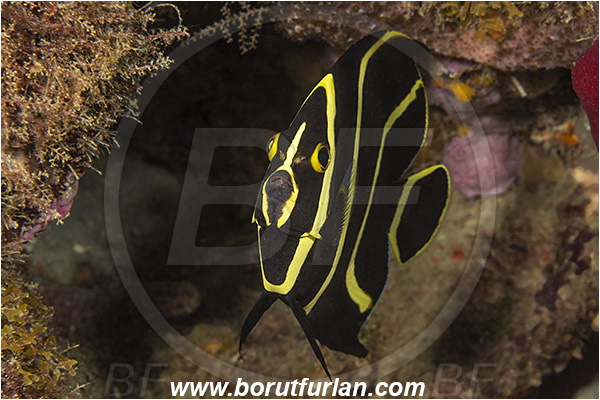 West Palm Beach, Florida, USA, Atlantic ocean, Pomacanthus arcuatus, Pomacanthus, Pomacanthidae, Gray angelfish, Angelfish, Fish, Juvenile