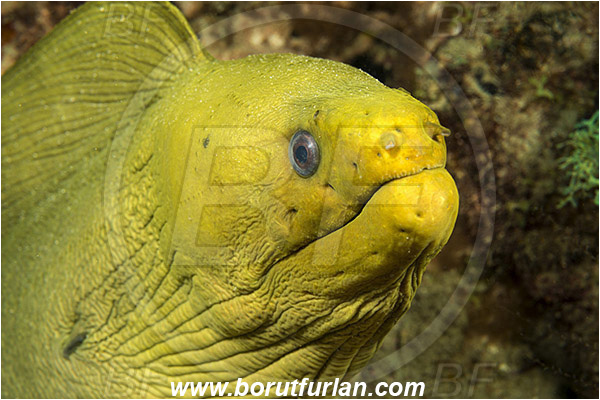 West Palm Beach, Florida, USA, Atlantic ocean, Gymnothorax funebris, Gymnothorax, Muraenidae, Green Moray, Moray, Fish, Portrait