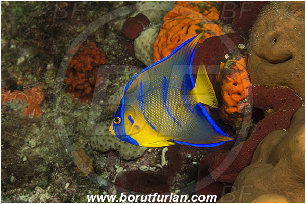 West Palm Beach, Florida, USA, Atlantic ocean, Holacanthus ciliaris, Holacanthus, Pomacanthidae, Queen angelfish, Angelfish, Fish, Juvenile