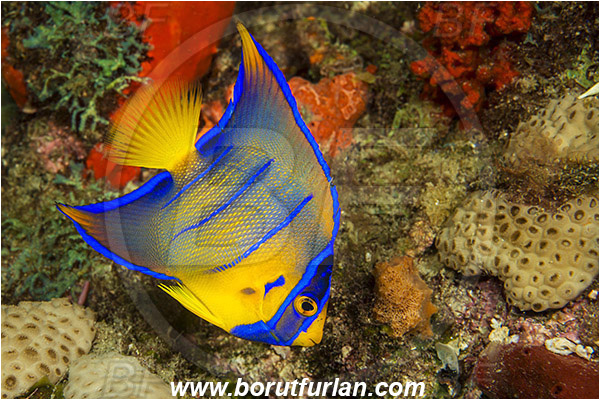 West Palm Beach, Florida, USA, Atlantic ocean, Holacanthus ciliaris, Holacanthus, Pomacanthidae, Queen angelfish, Angelfish, Fish, Juvenile