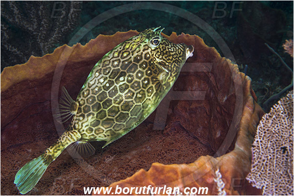 West Palm Beach, Florida, USA, Atlantic ocean, Acanthostracion polygonius, Acanthostracion, Ostraciidae, Honeycomb cowfish, Cowfish, Fish