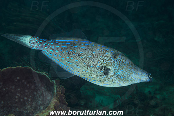 West Palm Beach, USA, Atlantic ocean, Aluterus scriptus, Aluterus, Monacanthidae, Scrawled Filefish, Filefish, Fish, Florida