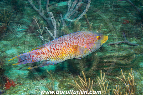 West Palm Beach, Florida, USA, Atlantic ocean, Bodianus rufus, Bodianus, Labridae, Spanish hogfish, Hogfish, Wrasse, Fish
