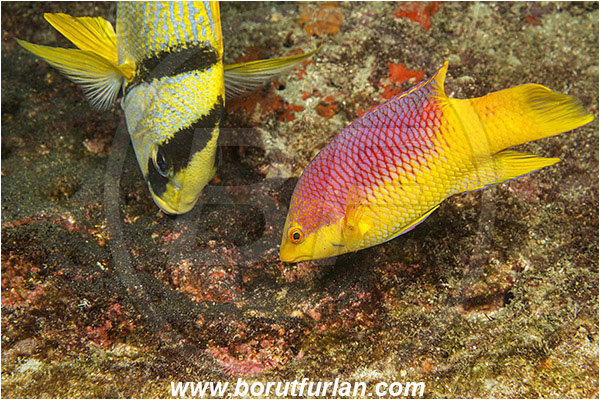 West Palm Beach, Florida, USA, Atlantic ocean, Bodianus rufus, Bodianus, Labridae, Spanish hogfish, Hogfish, Wrasse, Anisotremus virginicus, Anisotremus, Haemulinae, Porkfish, Grunt, Fish, Feeding