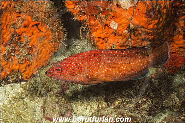 West Palm Beach, USA, Atlantic ocean, Cephalopholis fulva, Cephalopholis, Serranidae, Coney, Grouper, Fish, Florida