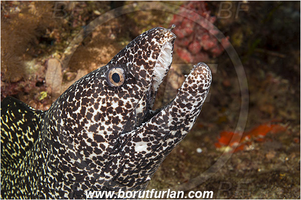 West Palm Beach, Florida, USA, Atlantic ocean, Gymnothorax moringa, Gymnothorax, Muraenidae, Spotted Moray, Moray, Fish, Portrait