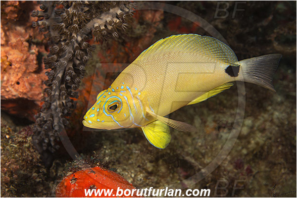 West Palm Beach, USA, Atlantic ocean, Hypoplectrus unicolor, Hypoplectrus, Serranidae, Butter hamlet, Hamlet, Fish, Florida