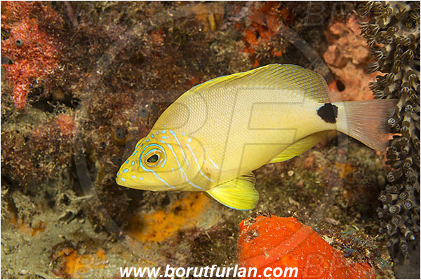 West Palm Beach, USA, Atlantic ocean, Hypoplectrus unicolor, Hypoplectrus, Serranidae, Butter hamlet, Hamlet, Fish, Florida