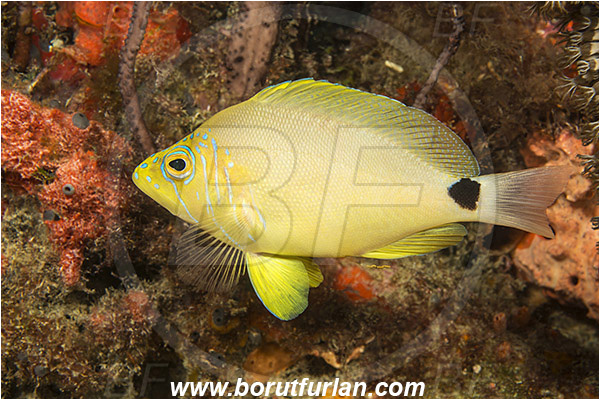 West Palm Beach, USA, Atlantic ocean, Hypoplectrus unicolor, Hypoplectrus, Serranidae, Butter hamlet, Hamlet, Fish, Florida