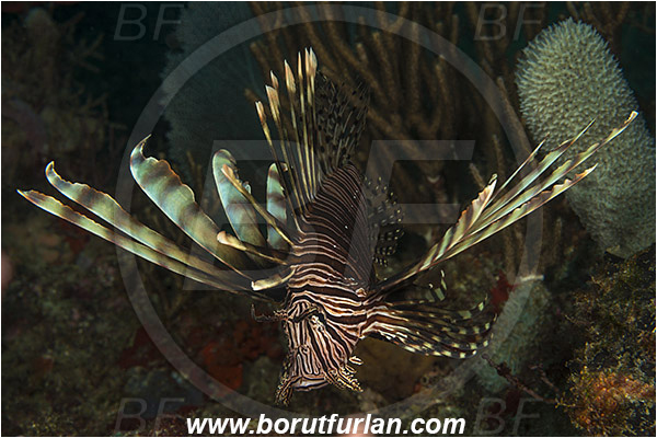 West Palm Beach, Florida, USA, Atlantic ocean, Pterois volitans, Pterois, Scorpaenidae, Red lionfish, Lionfish, Fish