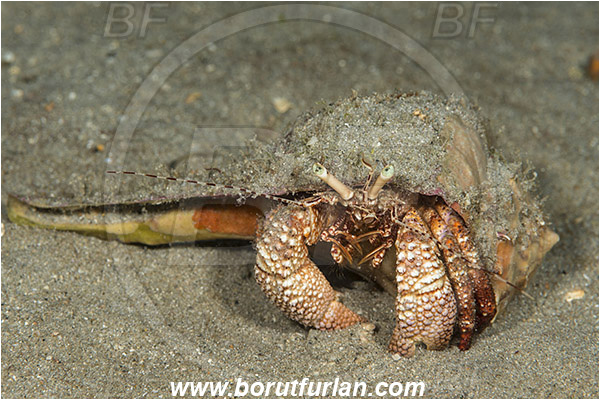 West Palm Beach, Florida, USA, Atlantic ocean, Petrochirus diogenes, Petrochirus, Diogenidae, Crustacea, Crustacean, Giant Hermit Crab, Hermit Crab, Crab