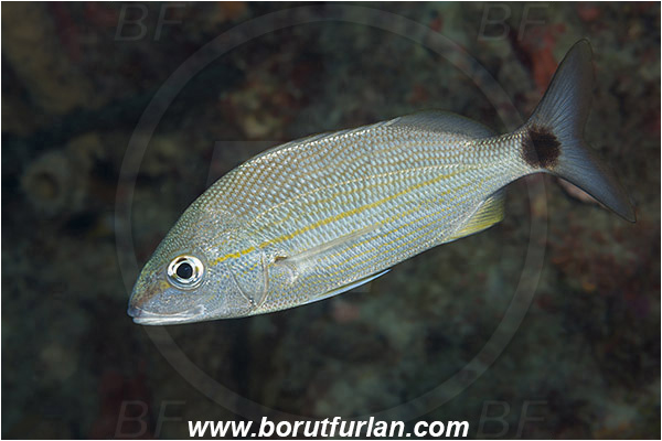 West Palm Beach, Florida, USA, Atlantic ocean, Haemulon aurolineatum, Haemulon, Haemulidae, Tomtate, Grunt, Fish