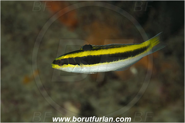 West Palm Beach, Florida, USA, Atlantic ocean, Thalassoma bifasciatum, Thalassoma, Labridae, Bluehead Wrasse, Wrasse, Fish, Juvenile