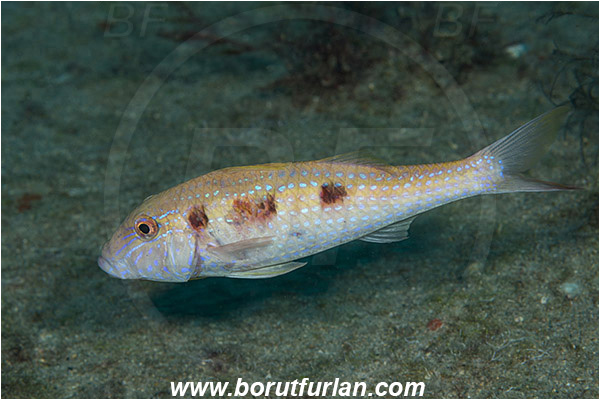 West Palm Beach, Florida, USA, Atlantic ocean, Pseudupeneus maculatus, Pseudupeneus, Mullidae, Spotted goatfish, Goatfish, Fish