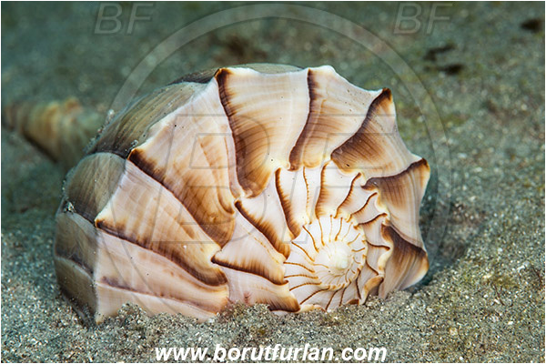 West Palm Beach, Florida, USA, Atlantic ocean, Busycoarctum coarctatum, Busycoarctum, Buccinidae, Gastropoda, Mollusca, Mollusc, Turnip Whelk, Snail