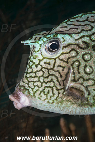 West Palm Beach, Florida, USA, Atlantic ocean, Acanthostracion polygonius, Acanthostracion, Ostraciidae, Honeycomb cowfish, Cowfish, Fish, Portrait