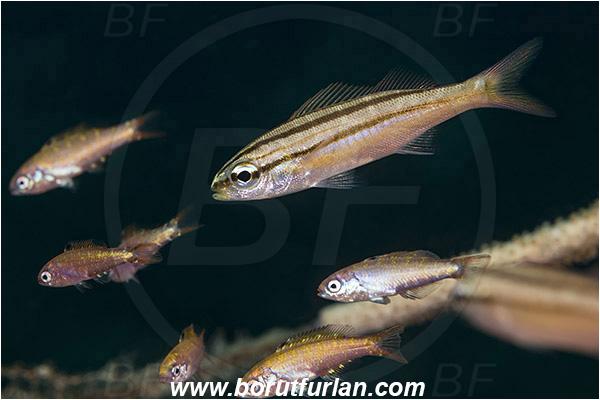West Palm Beach, Florida, USA, Atlantic ocean, Haemulon striatum, Haemulon, Haemulidae, Striped grunt, Grunt, Fish, Juvenile