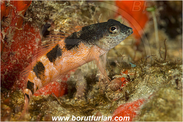 West Palm Beach, Florida, USA, Atlantic ocean, Malacoctenus triangulatus, Malacoctenus, Labrisomidae, Saddled blenny, Blenny, Fish