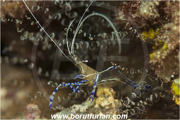 West Palm Beach, Florida, USA, Atlantic ocean, Ancylomenes pedersoni, Ancylomenes, Palaemonidae, Decapoda, Crustacea, Crustacean, Pederson Anemone Shrimp, Cleaner Shrimp, Shrimp