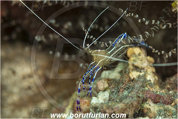 West Palm Beach, Florida, USA, Atlantic ocean, Ancylomenes pedersoni, Ancylomenes, Palaemonidae, Decapoda, Crustacea, Crustacean, Pederson Anemone Shrimp, Cleaner Shrimp, Shrimp