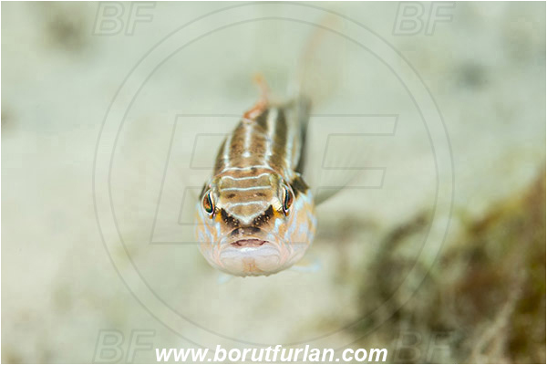 West Palm Beach, USA, Atlantic ocean, Diplectrum formosum, Diplectrum, Serranidae, Sand Perch, Perch, Grouper, Fish, Portrait, Florida