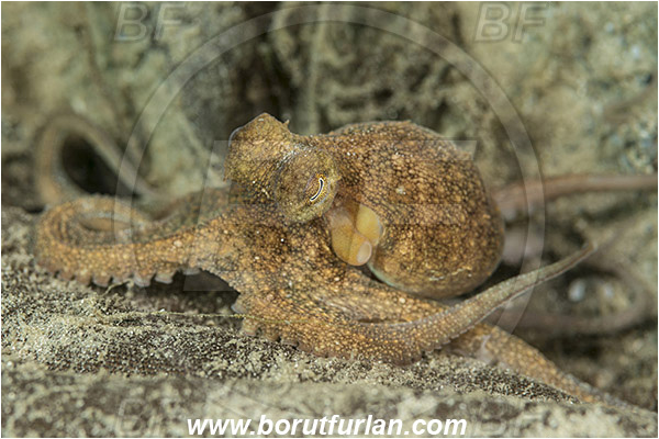 West Palm Beach, Florida, USA, Atlantic ocean, Octopus sp., Octopus, Octopodidae, Cephalopoda, Mollusca, Mollusc