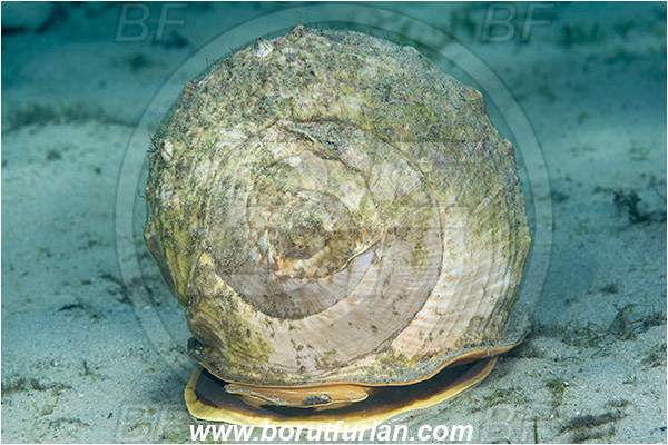 West Palm Beach, Florida, USA, Atlantic ocean, Cassis madagascariensis, Cassis, Cassidae, Gastropoda, Mollusca, Mollusc, Queen helmet, Snail