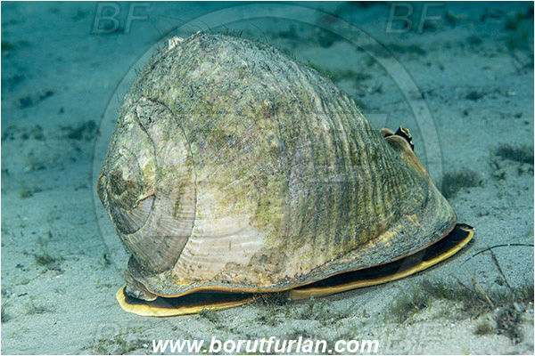 West Palm Beach, Florida, USA, Atlantic ocean, Cassis madagascariensis, Cassis, Cassidae, Gastropoda, Mollusca, Mollusc, Queen helmet, Snail