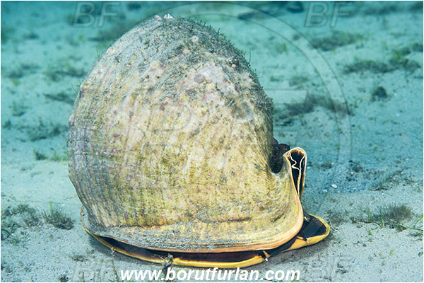 West Palm Beach, Florida, USA, Atlantic ocean, Cassis madagascariensis, Cassis, Cassidae, Gastropoda, Mollusca, Mollusc, Queen helmet, Snail