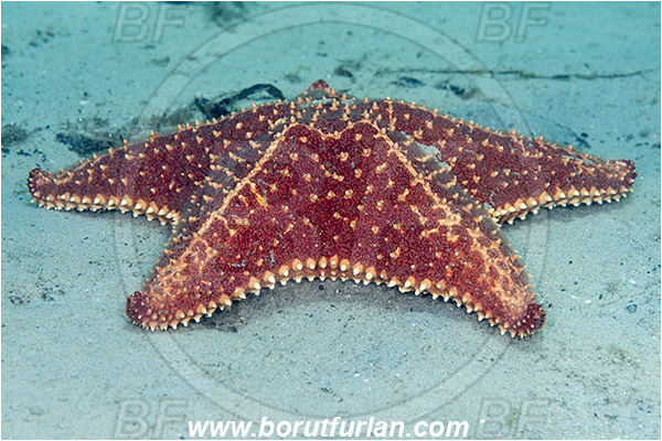 West Palm Beach, Florida, U.S.A., Atlantic ocean, Oreaster reticulatus, Oreaster, Oreasteridae, Red Cushion Sea Star, Starfish, Asteroidea, Echinodermata, Echinoderm, Sand