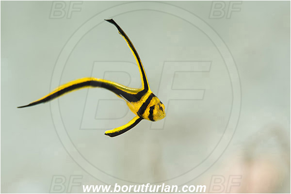 West Palm Beach, USA, Atlantic ocean, Equetus lanceolatus, Equetus, Sciaenidae, Jackknife fish, Drum, Fish, Juvenile, Florida