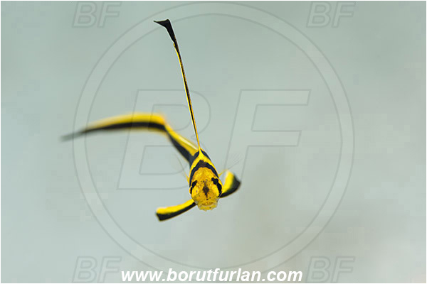 West Palm Beach, USA, Atlantic ocean, Equetus lanceolatus, Equetus, Sciaenidae, Jackknife fish, Drum, Fish, Juvenile, Florida