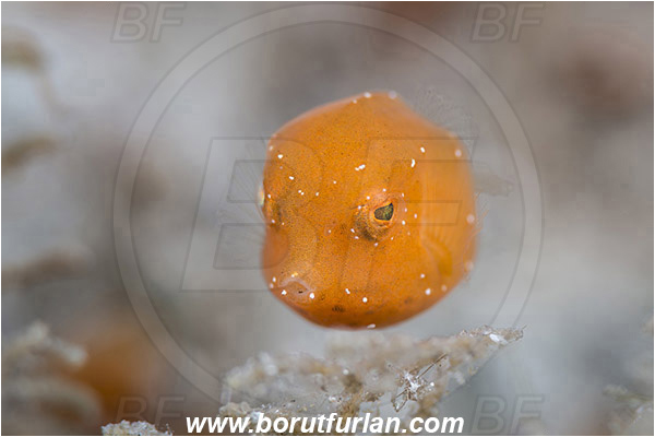 West Palm Beach, Florida, USA, Atlantic ocean, Acanthostracion sp., Acanthostracion, Ostraciidae, Boxfish, Fish, Juvenile